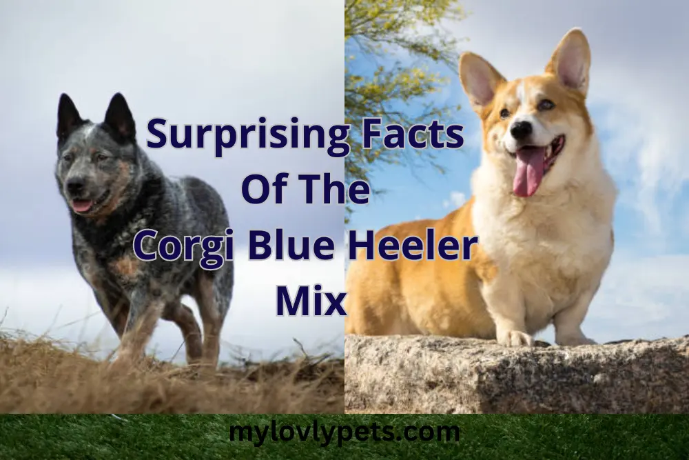 Corgi Blue Heeler Mix Discover The Surprising Facts