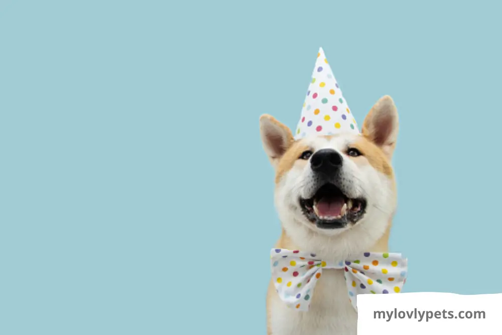 Plane your pup's birthday