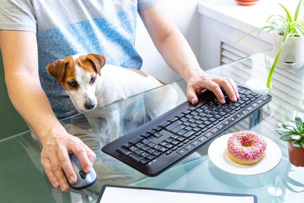 Easy and Healthy Donut Recipe for Your Pet