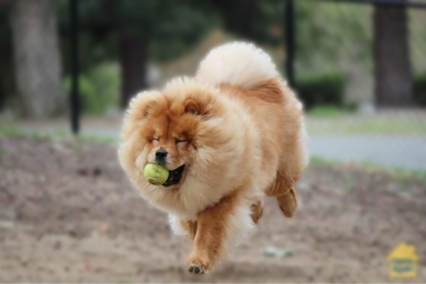 eye catching beautiful lovely chow chows pictures, Do Chows Play Fetch? Black and White and Blue Chow Chow