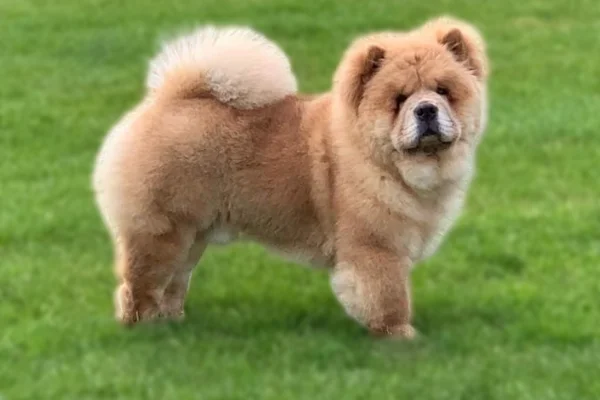 eye catching beautiful lovely chow chows pictures, 