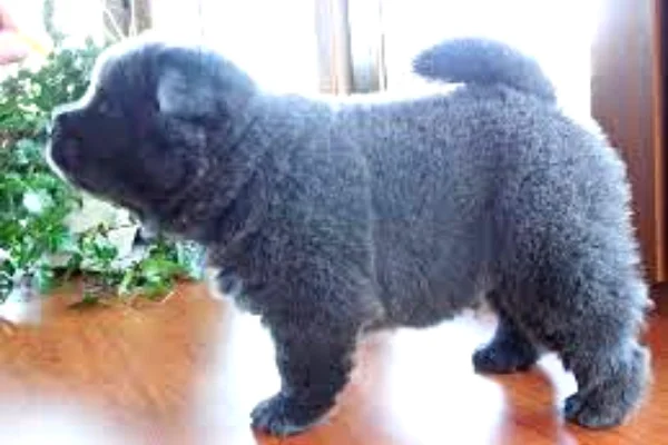 Rare Chow Chow colors: Blue Chow Chow