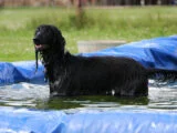 Can Afghan Hounds Swim? | Key Factors, Training Tips & Safety Considerations