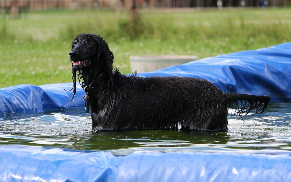 Can Afghan Hounds Swim? | Key Factors, Training Tips & Safety Considerations Can Afghan Hounds Swim? | Key Factors, Training Tips & Safety Considerations