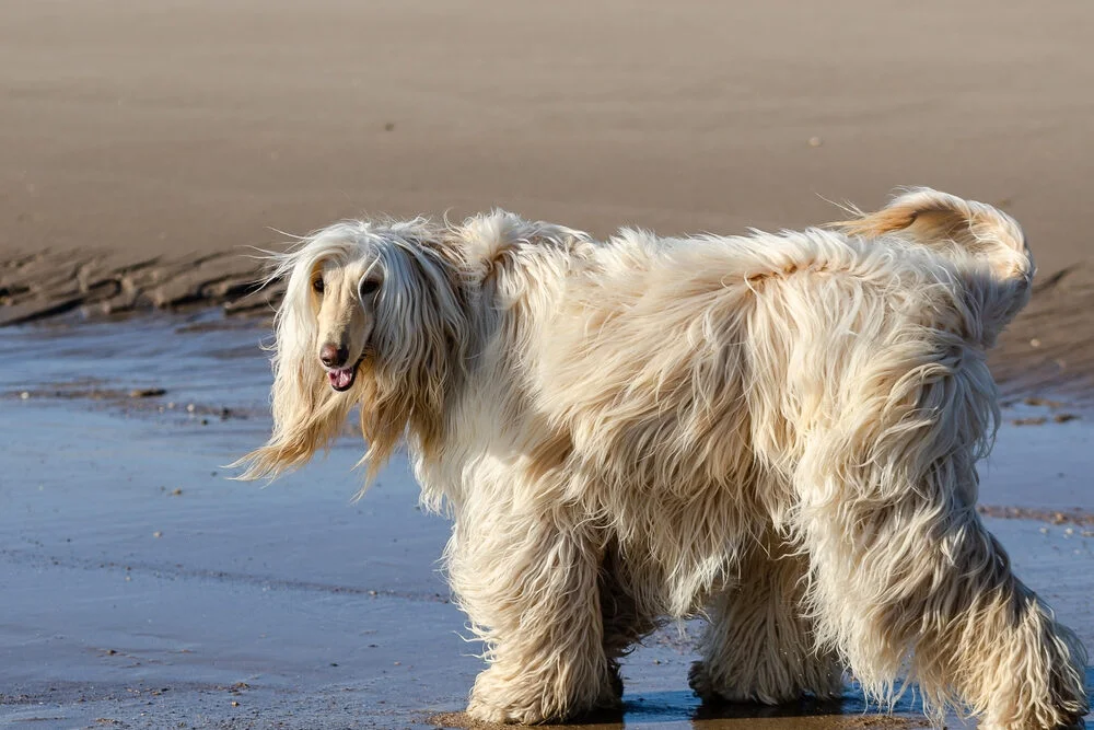 Can Afghan Hounds Swim? find answer