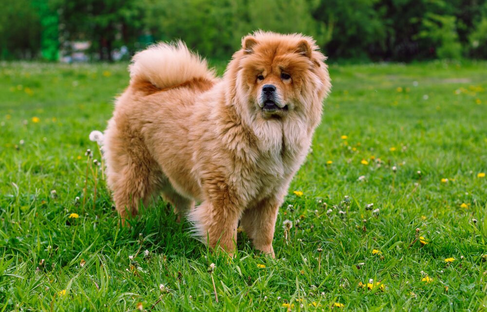 Beautiful Lovely Chow Chows Pictures/Black and White and Blue Chow Chow