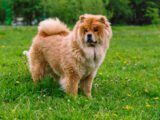 Beautiful Lovely Chow Chows Pictures/Black and White and Blue Chow Chow