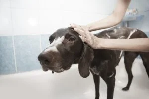 How To Get Sap Out Of Dog Fur 