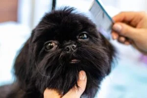 How To Get Sap Out Of Dog Fur 