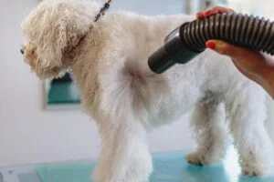 How to get sap out of dog fur