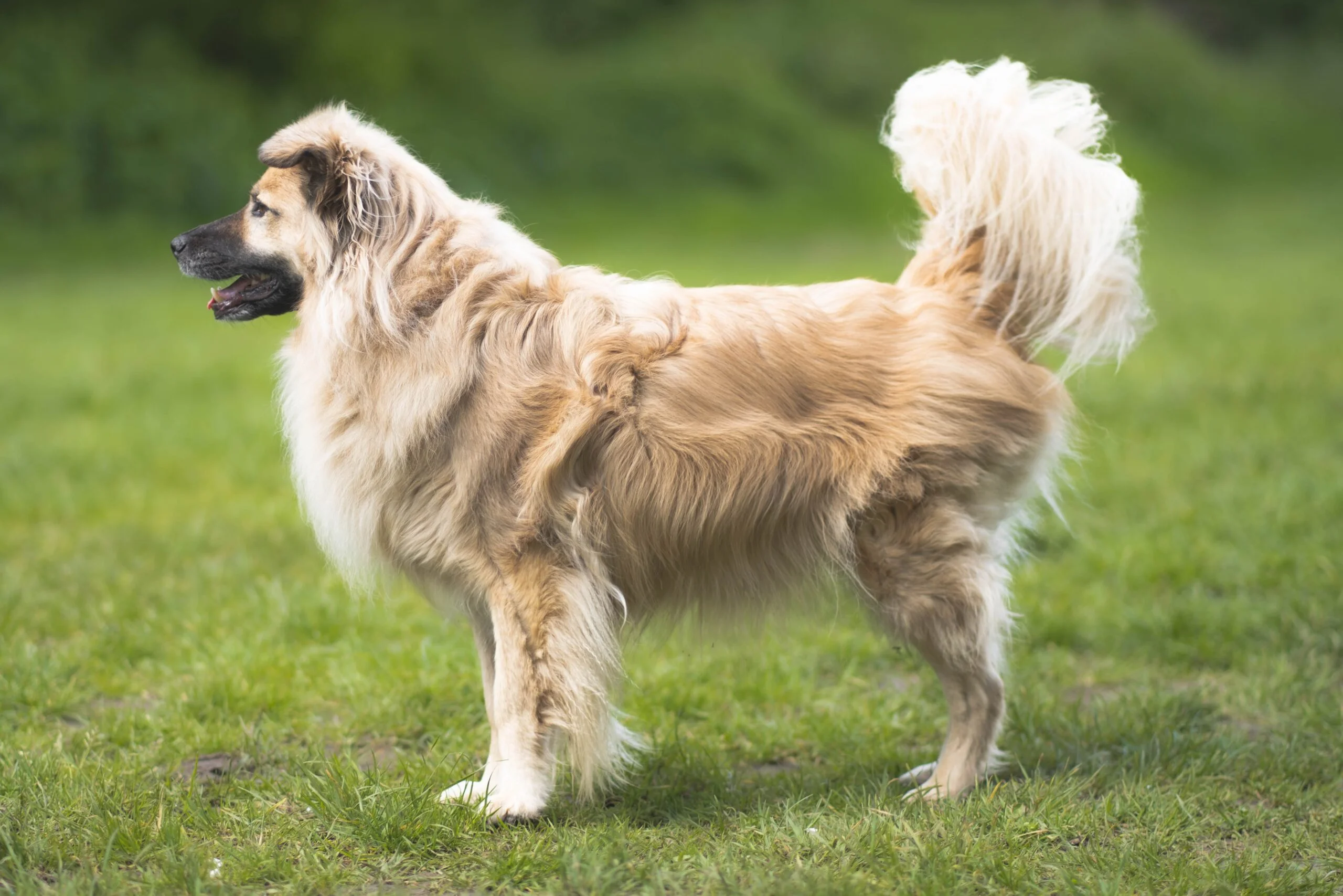 hairy big dog breeds