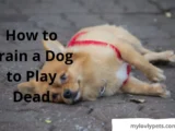 How to train a dog to play dead
