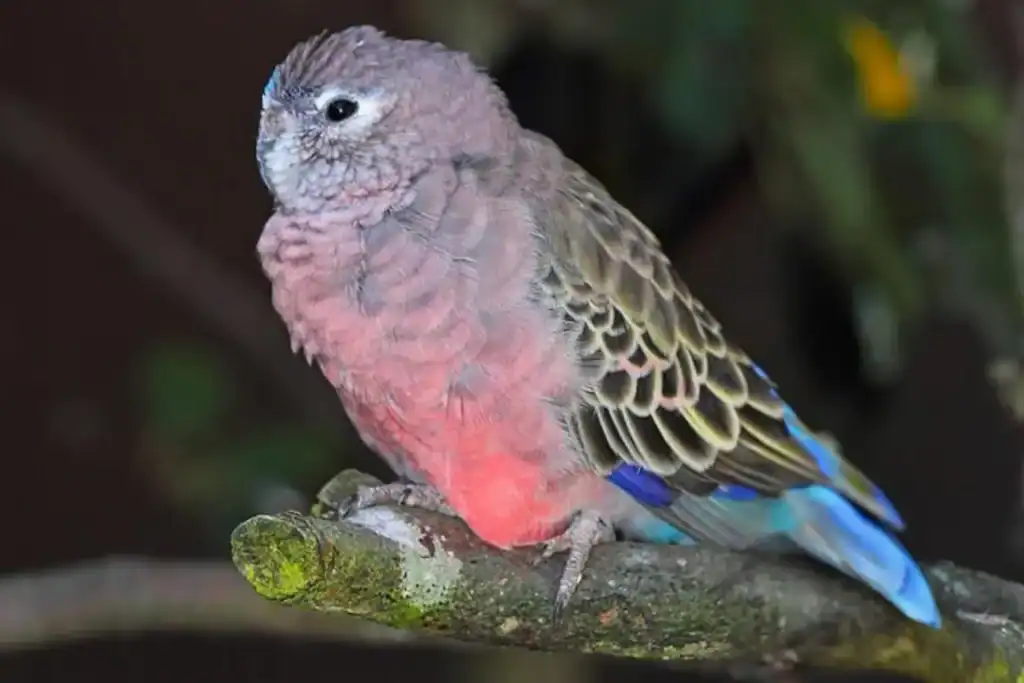 Bourke’s Parakeets