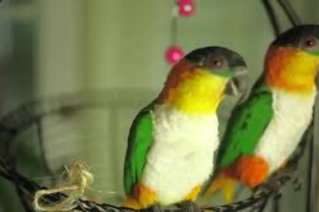 Caiques