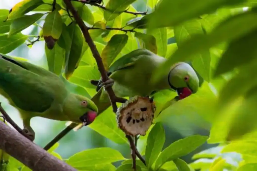 Indian Ringneck Parakeets