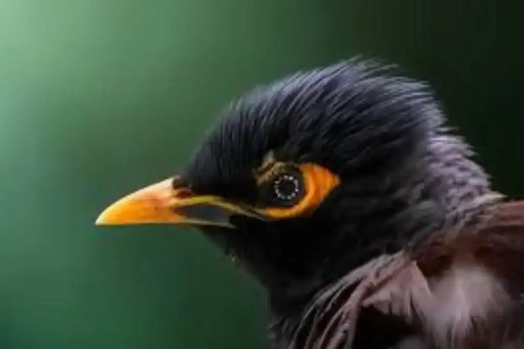 Mynah Birds