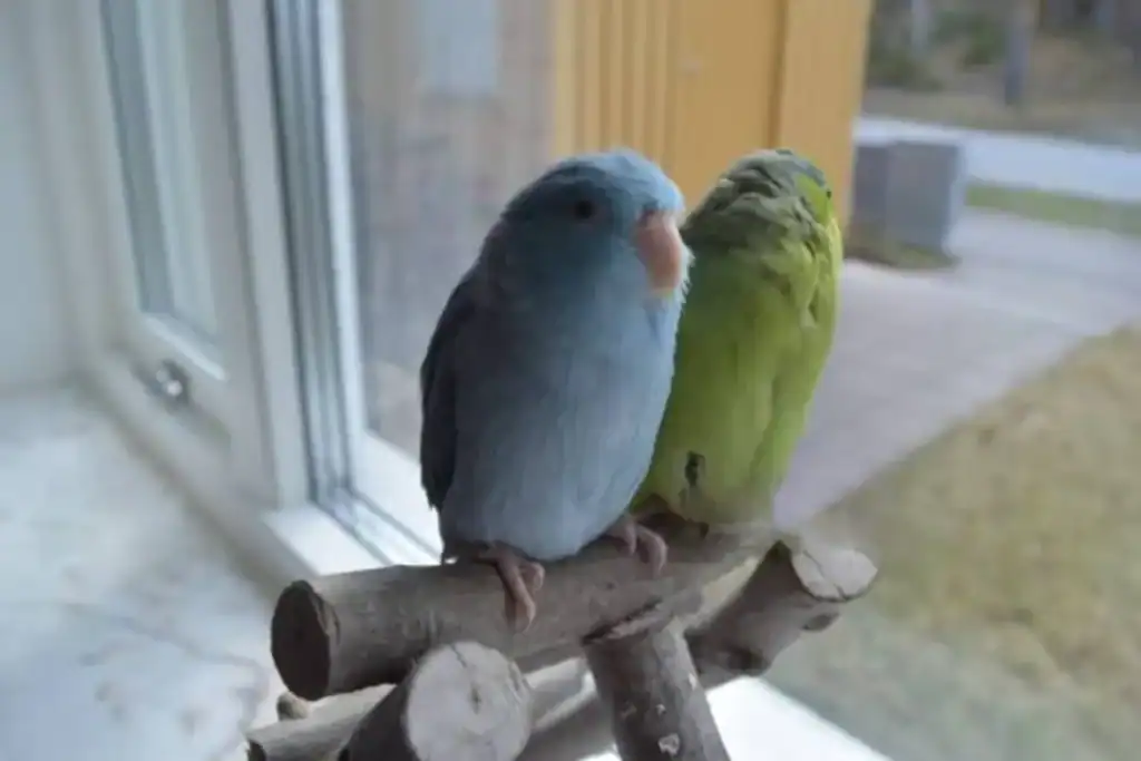 Parrotlets