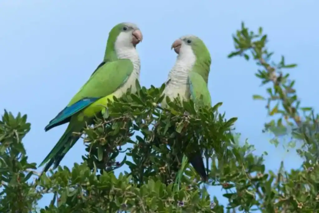 Quaker Parrots