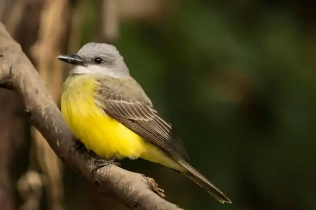 Ropical Kingbirds