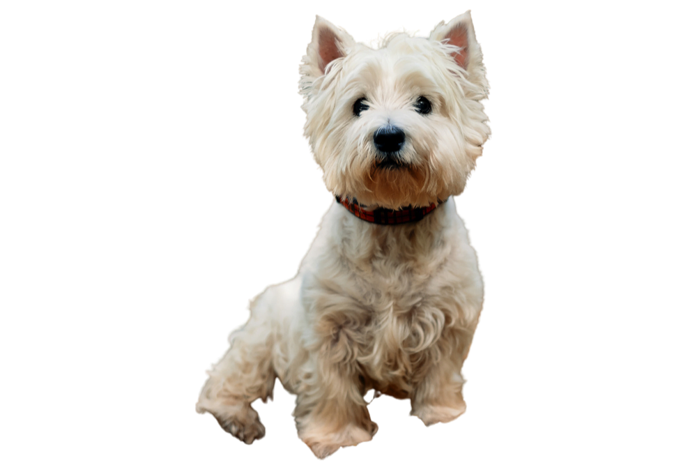 West Highland White Terrier is one of a Tiny Dog Breeds That Stay small And Don't Shed
