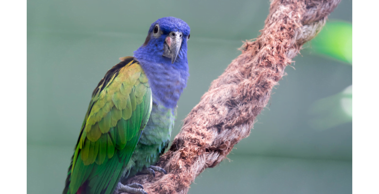  A Blue-Headed Parrot is one of the best Small Pet Birds for Beginners that Talk