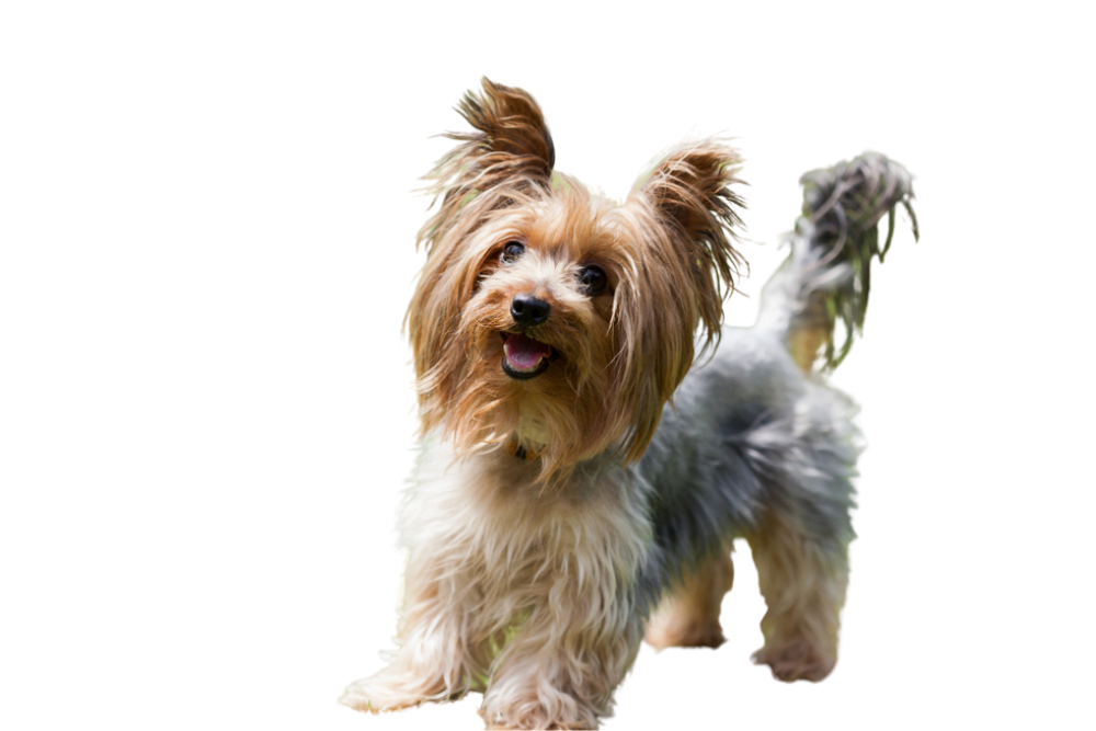  Yorkshire Terrier is one of a Tiny Dog Breeds That Stay small And Don't Shed