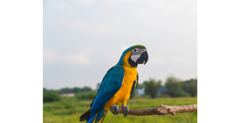  Macaw is one of small parrots that make good pets, it is one of the best Small Pet Birds for Beginners that Talk