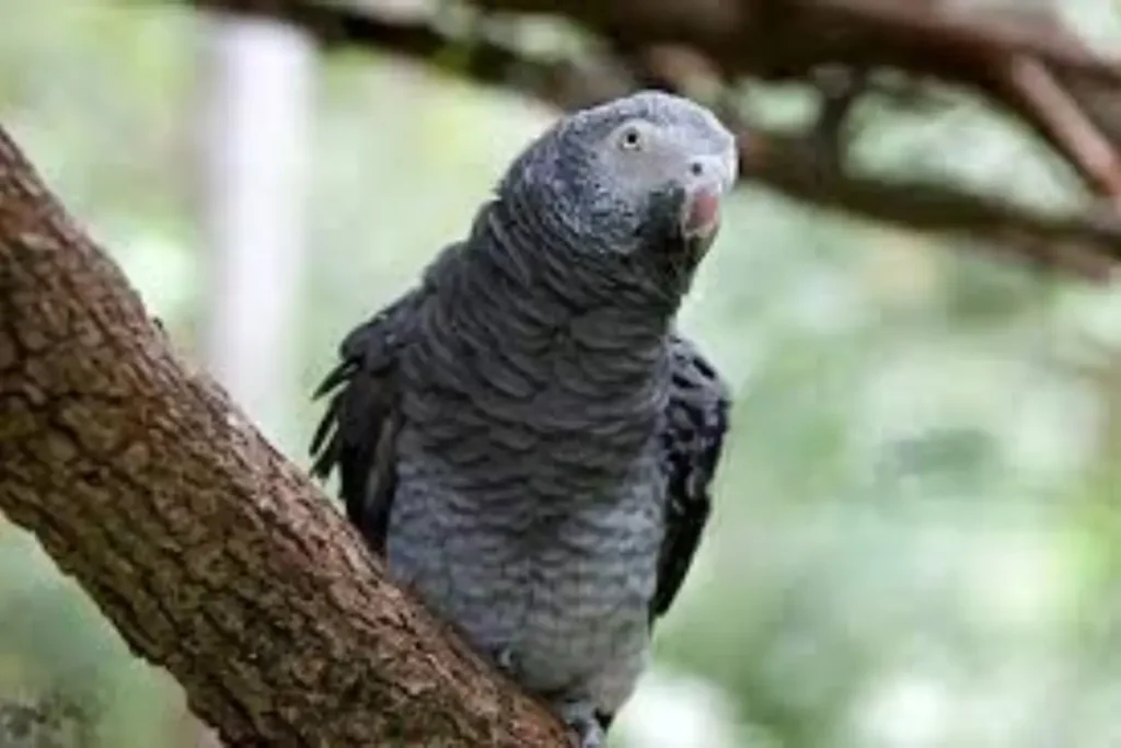 african grey parrots