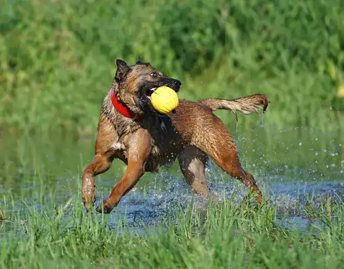 signs of a confident dog: a dog playing cheerfully