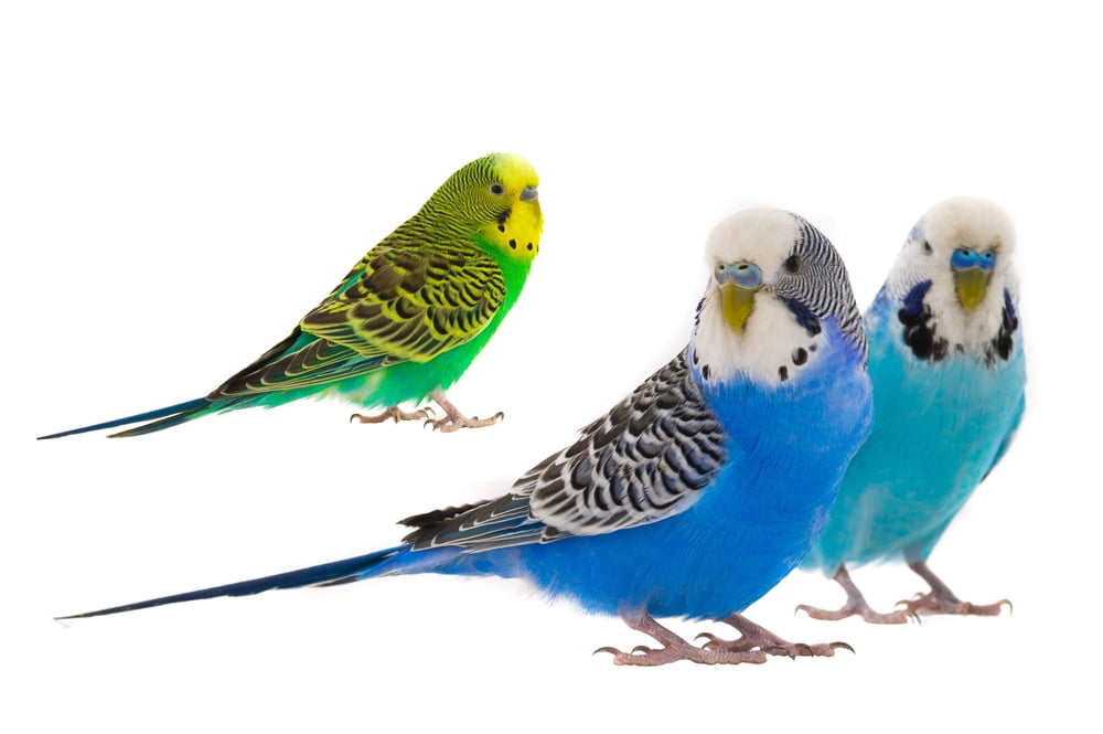Small Pet Birds for Beginners that Talk