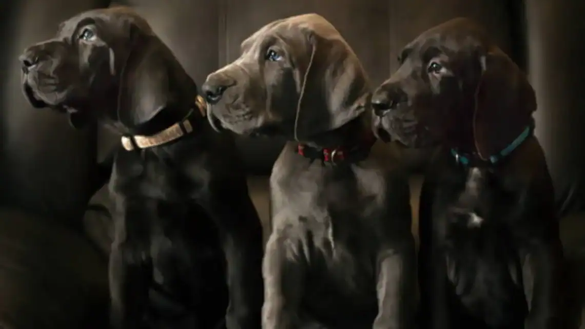 Great Dane Puppy Feeding Guide: Best Nutrition Tips Great Dane Puppy Feeding Guide: Best Nutrition Tips