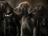 Great Dane Puppy Feeding Guide