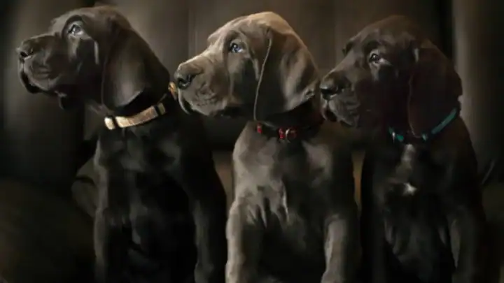 Great Dane Puppy Feeding Guide: Best Nutrition Tips