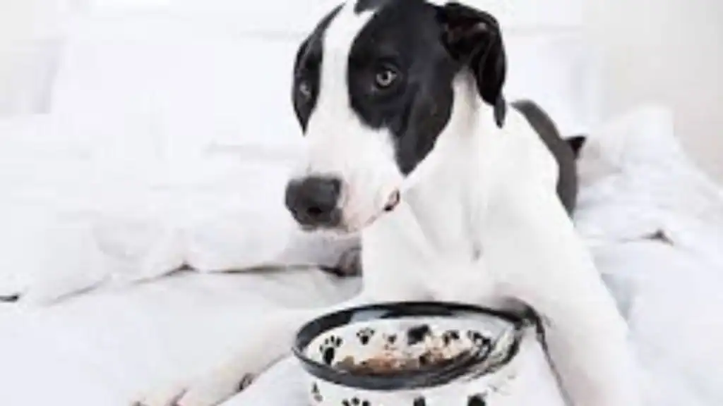 Great Dane Puppy Feeding Guide