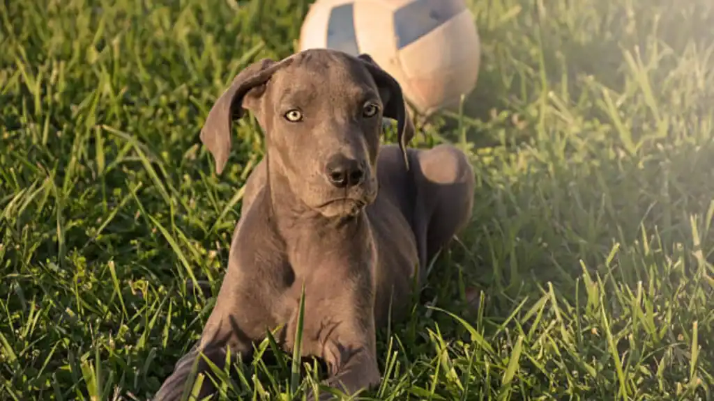 Great Dane Puppy Feeding Guide