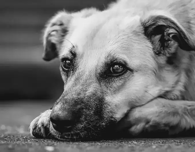 a sad looking dog