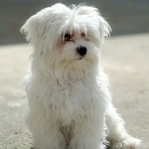 A cute Maltese dog