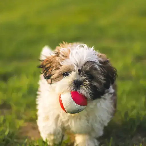 Maltese Shih Tzu Mix has playful nature. playing with a ball