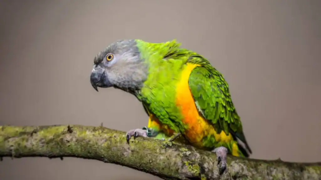 teaching a Senegal Parrot to Talk