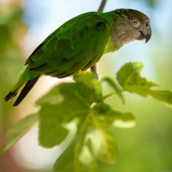 teaching a Senegal Parrot to Talk, Minimize Distractions for Focused Learning