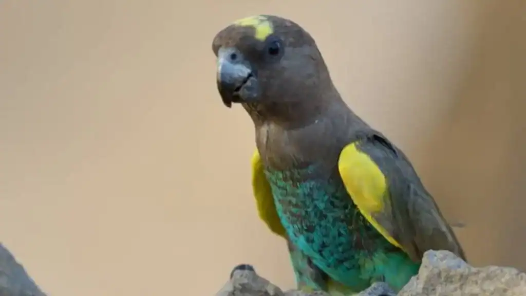 How to Motivate Your Senegal Parrot to Talk