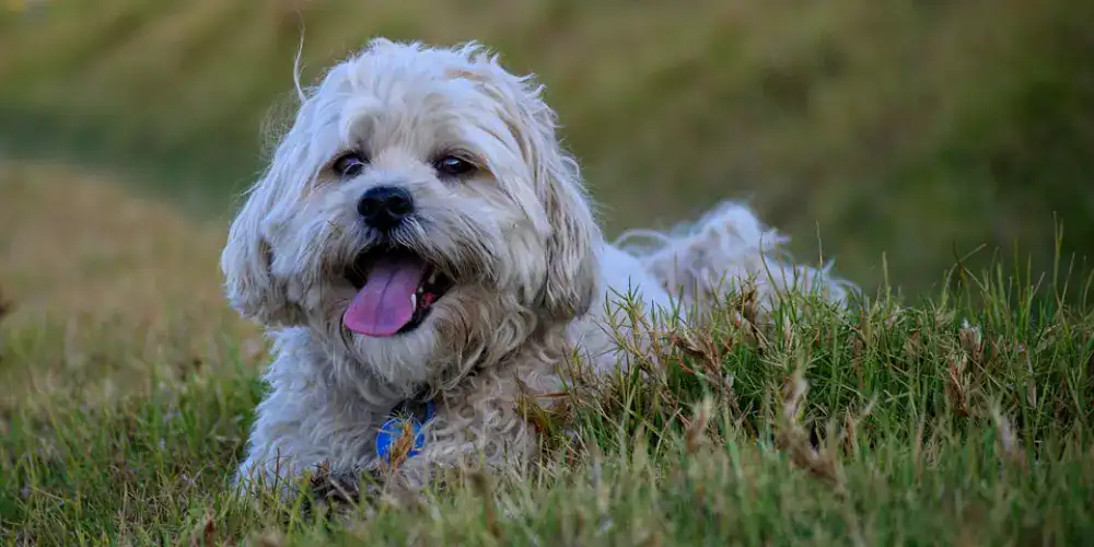 Maltese Shih Tzu Mix puppy