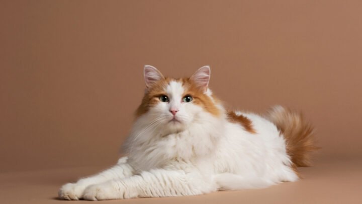 How Rare Is A Turkish Van Cat​? Traits, Origins & Rarity