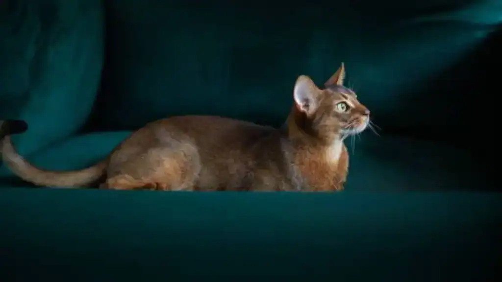  a gorgeous Abyssinian cat 