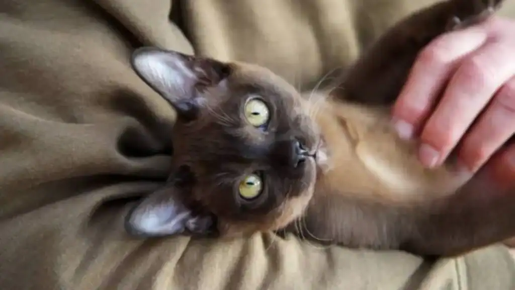  A Burmese cat in lap