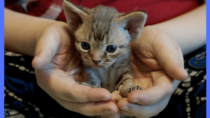 Personality and Temperament of The Devon Rex Cat- Complete Breed Information