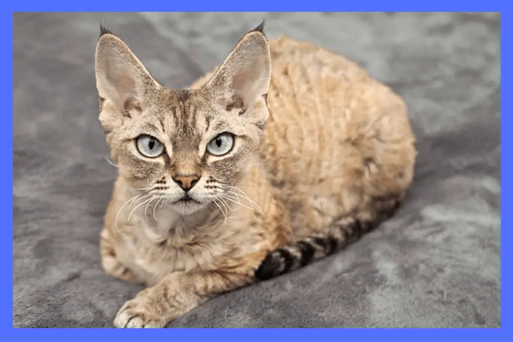  Difference Between Devon rex and Cornish rex is obvious in physical features of these breeds.