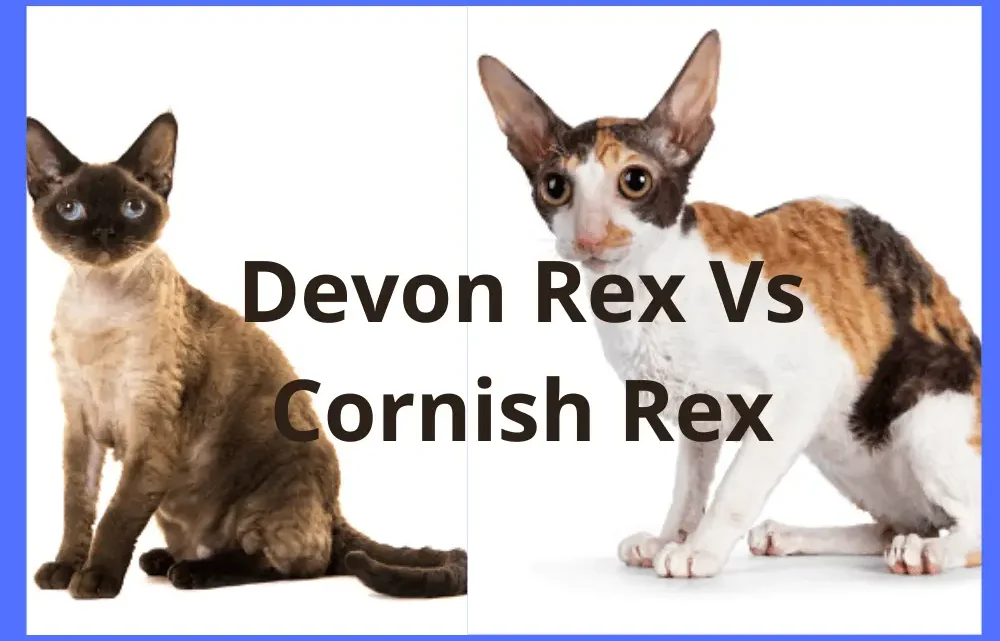 Difference Between Devon rex and Cornish rex- A detailed Comparison