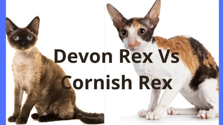 Difference Between Devon rex and Cornish rex- A detailed Comparison