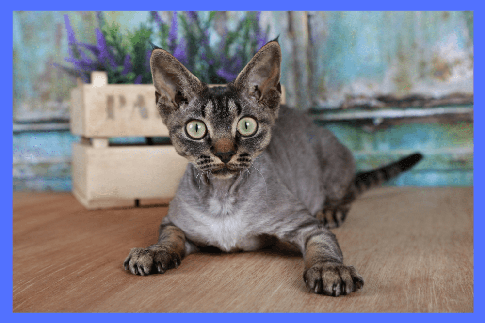 Personality and Temperament of the Devon Rex Cat is necessary know for its owner
